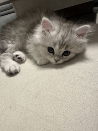 Britisch-Kurzhaar Kitte abzugeben – 2x geimpft & entwurmt