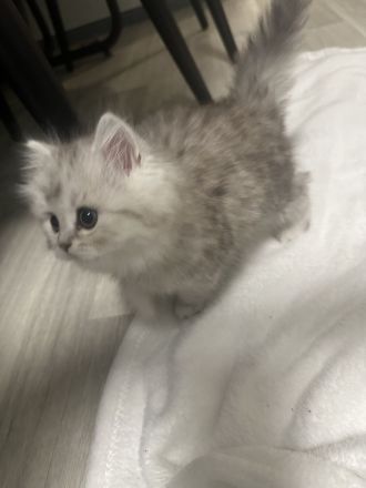 Britisch-Kurzhaar Kitte abzugeben – 2x geimpft & entwurmt