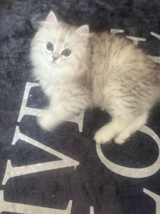 Britisch-Kurzhaar Kitte abzugeben – 2x geimpft & entwurmt