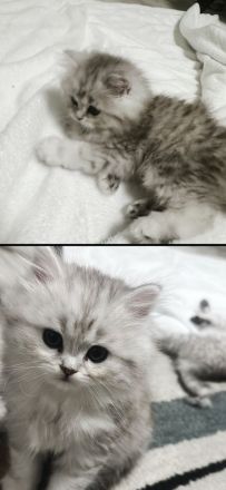 Britisch-Kurzhaar Kitte abzugeben – 2x geimpft & entwurmt