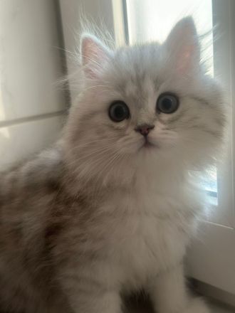 Britisch-Kurzhaar Kitte abzugeben – 2x geimpft & entwurmt