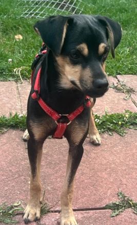 Phil, geb. ca. 12/2024, lebt auf einer Pflegestelle in 53879 Euskirchen