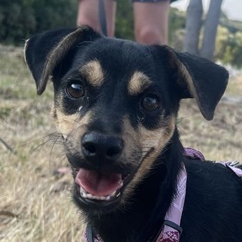 Phil, geb. ca. 12/2024, lebt auf einer Pflegestelle in 53879 Euskirchen