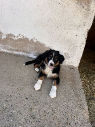 Australien Shepherd Welpen