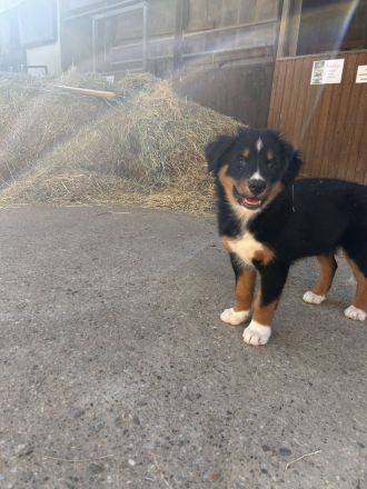 Australien Shepherd Welpen
