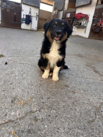 Australien Shepherd Welpen