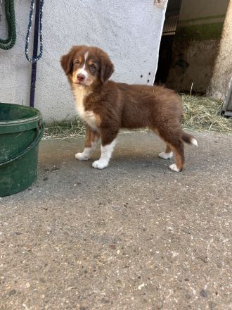 Australien Shepherd Welpen
