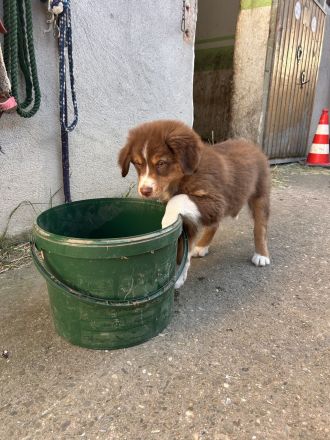 Australien Shepherd Welpen