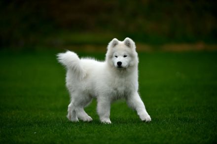 Samojede Hundin Matyella OUR LITTLE VIXEN