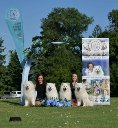 Samojede Hundin Matyella OUR LITTLE VIXEN