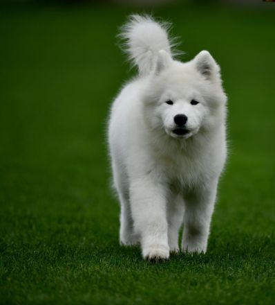 Samojede Hundin Matyella OUR LITTLE VIXEN