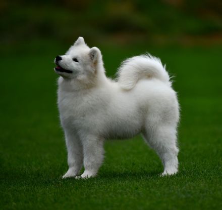 Samojede Hundin Matyella OUR LITTLE VIXEN