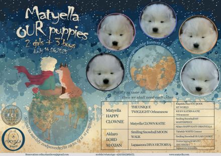 Samojede Hundin Matyella OUR LITTLE VIXEN