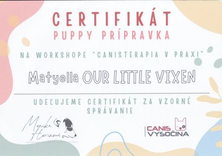 Samojede Hundin Matyella OUR LITTLE VIXEN