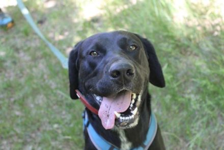 Elvis, Labrador-Deutsch Kurzhaar-Mix, geb. 2023, großer, sportlicher Familienhund