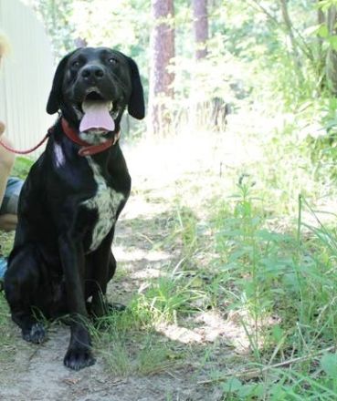 Elvis, Labrador-Deutsch Kurzhaar-Mix, geb. 2023, großer, sportlicher Familienhund