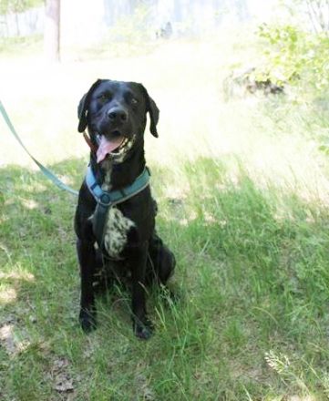 Elvis, Labrador-Deutsch Kurzhaar-Mix, geb. 2023, großer, sportlicher Familienhund