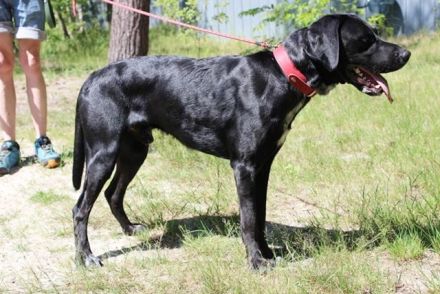 Elvis, Labrador-Deutsch Kurzhaar-Mix, geb. 2023, großer, sportlicher Familienhund