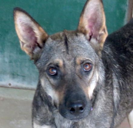 Noah 3, männlicher Schäferhund-Mix