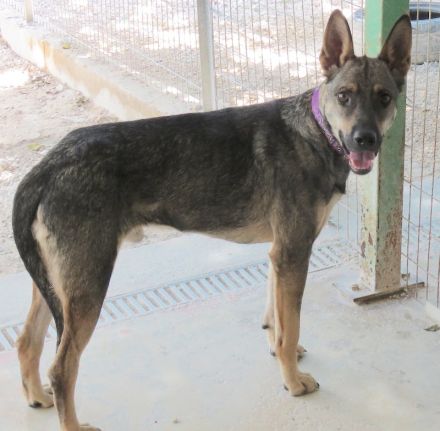 Noah 3, männlicher Schäferhund-Mix