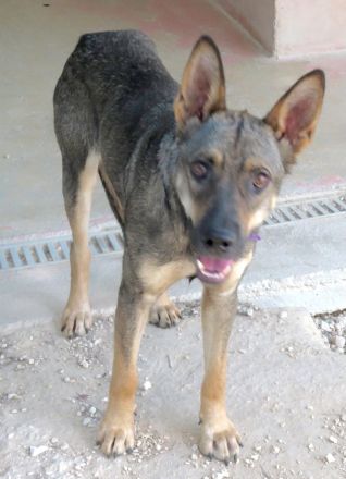 Noah 3, männlicher Schäferhund-Mix