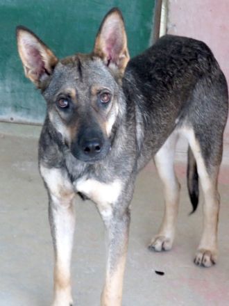 Noah 3, männlicher Schäferhund-Mix