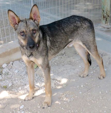 Noah 3, männlicher Schäferhund-Mix