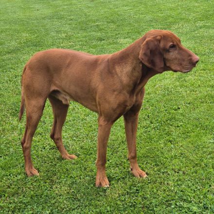 Magyar vizsla welpen mit Ahnentafel