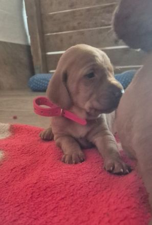 Magyar vizsla welpen mit Ahnentafel