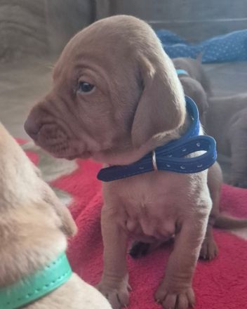 Magyar vizsla welpen mit Ahnentafel