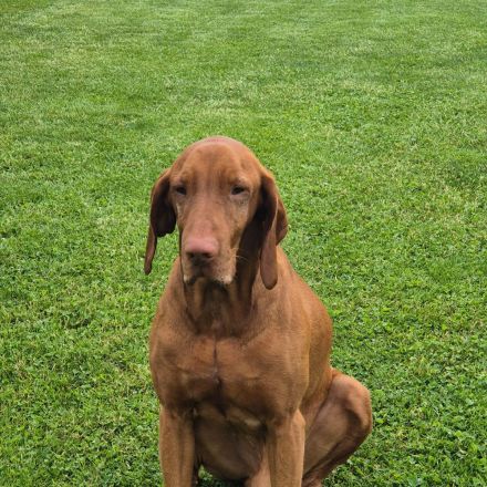 Magyar vizsla welpen mit Ahnentafel
