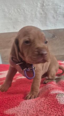 Magyar vizsla welpen mit Ahnentafel