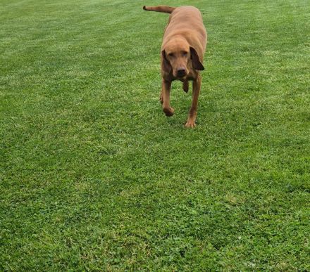 Magyar vizsla welpen mit Ahnentafel