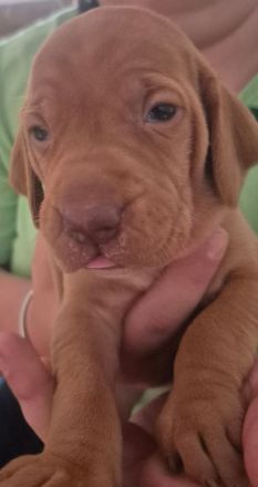 Magyar vizsla welpen mit Ahnentafel