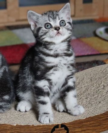 Gryffindors hat noch einen zauberhaften "Hogwarts-Absolventen"