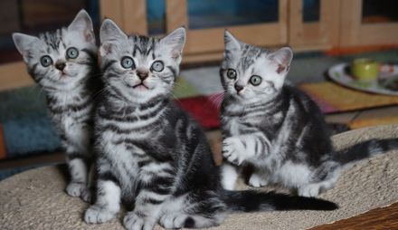 Gryffindors hat noch einen zauberhaften "Hogwarts-Absolventen"