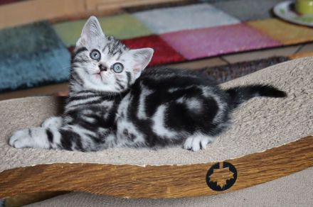 Gryffindors hat noch einen zauberhaften "Hogwarts-Absolventen"