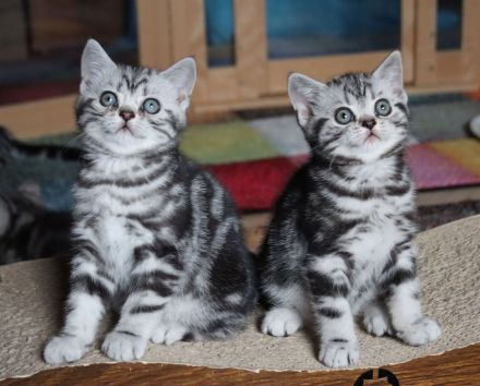 Gryffindors hat noch einen zauberhaften "Hogwarts-Absolventen"