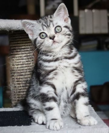 Gryffindors hat noch einen zauberhaften "Hogwarts-Absolventen"