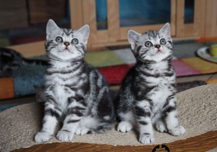 Gryffindors hat noch einen zauberhaften "Hogwarts-Absolventen"