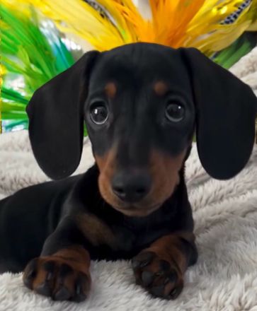 Dackel vom Böhmerwald