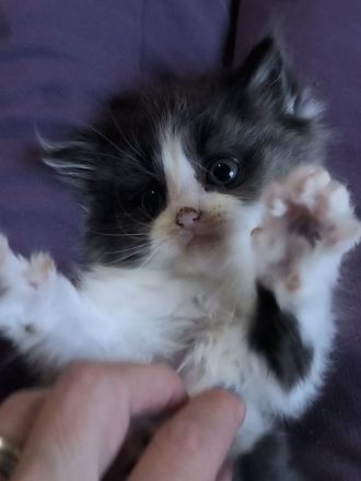 Maine Coon Perser Mix