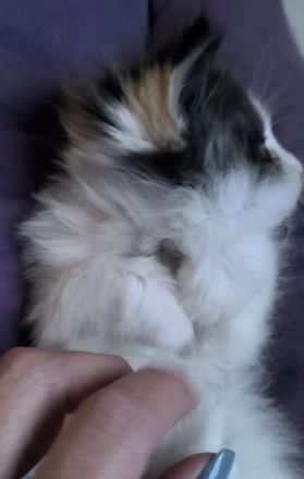 Maine Coon Perser Mix