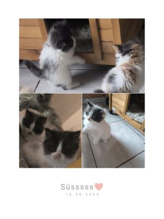 Maine Coon Perser Mix