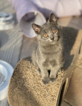 Chartreux (Kartäuser)-Kitten „vom Neckar“