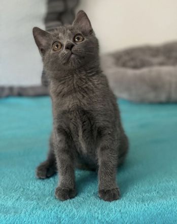 Chartreux (Kartäuser)-Kitten „vom Neckar“