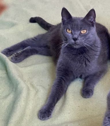 Chartreux (Kartäuser)-Kitten „vom Neckar“