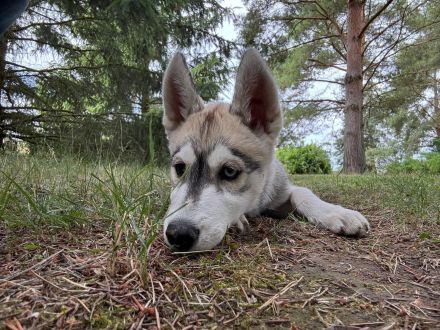 Sibirian Husky Welpen
