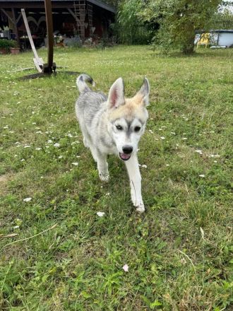 Sibirian Husky Welpen