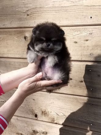 Pomeranian-Welpen zu verkaufen